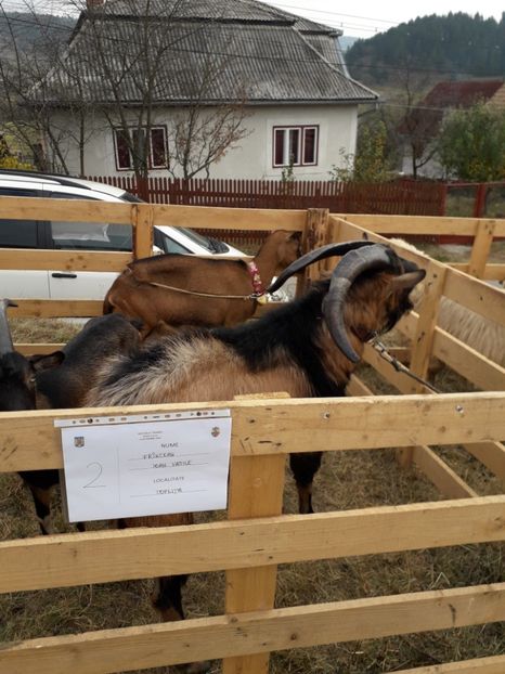  - EXPOZITIA ANIMALE SARMAS HARGHITA 2018