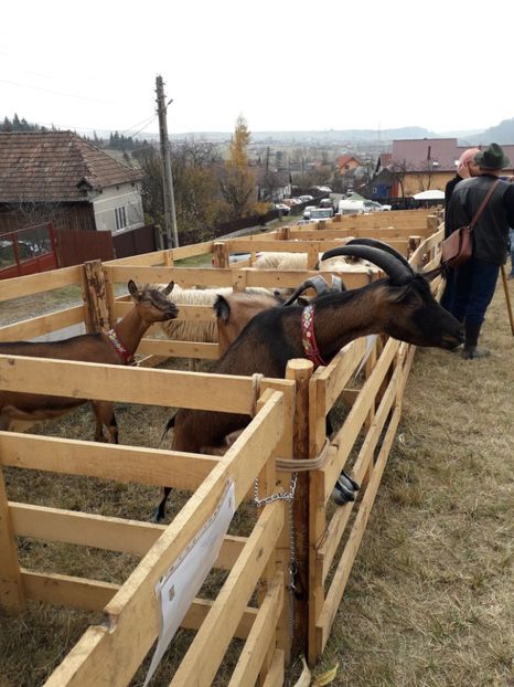  - EXPOZITIA ANIMALE SARMAS HARGHITA 2018
