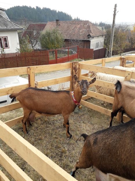  - EXPOZITIA ANIMALE SARMAS HARGHITA 2018