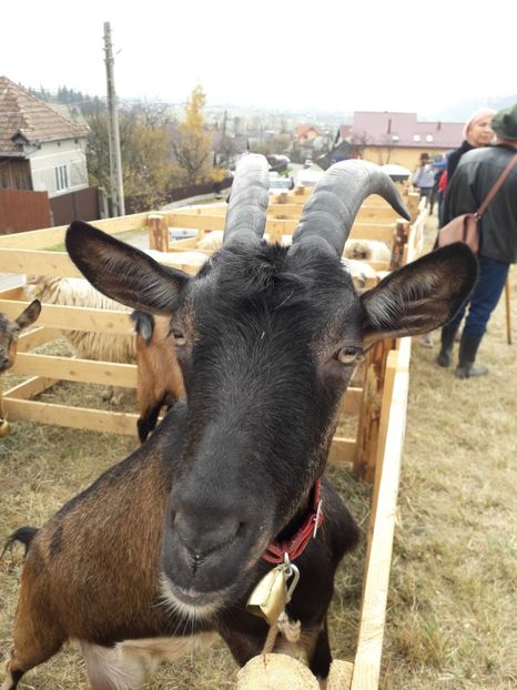  - EXPOZITIA ANIMALE SARMAS HARGHITA 2018