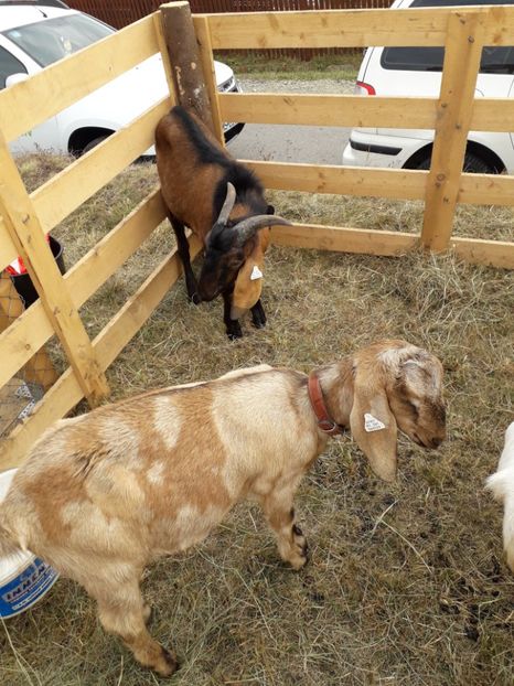  - EXPOZITIA ANIMALE SARMAS HARGHITA 2018