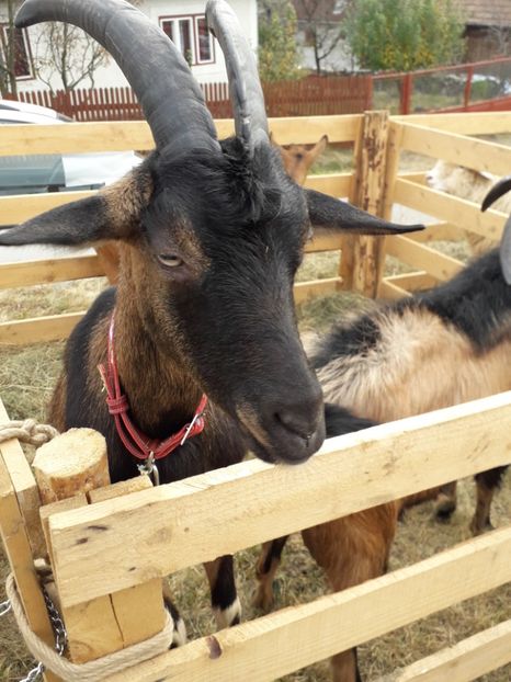  - EXPOZITIA ANIMALE SARMAS HARGHITA 2018