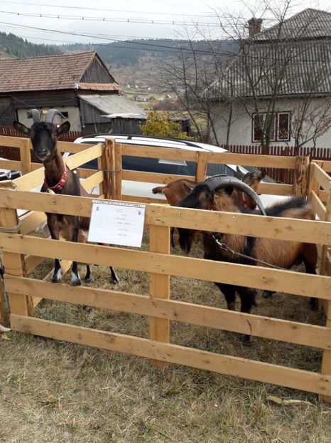  - EXPOZITIA ANIMALE SARMAS HARGHITA 2018