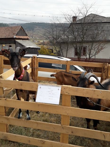  - EXPOZITIA ANIMALE SARMAS HARGHITA 2018