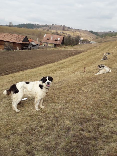  - EXPOZITIA ANIMALE SARMAS HARGHITA 2018