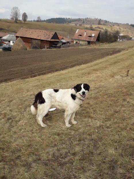  - EXPOZITIA ANIMALE SARMAS HARGHITA 2018