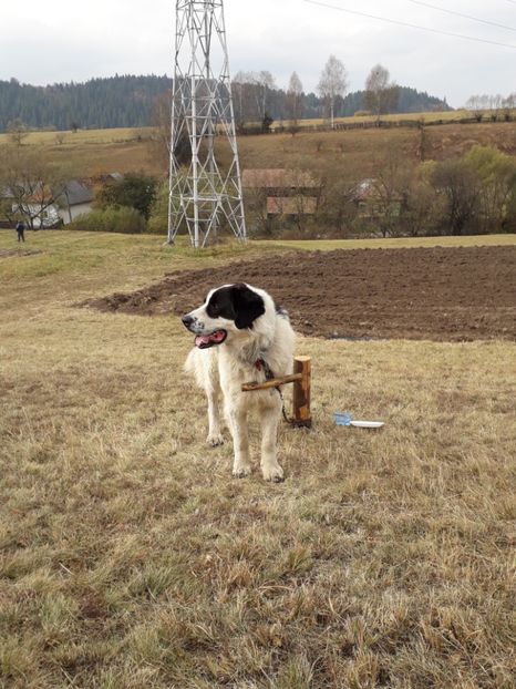  - EXPOZITIA ANIMALE SARMAS HARGHITA 2018