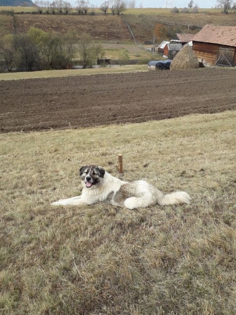  - EXPOZITIA ANIMALE SARMAS HARGHITA 2018