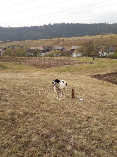  - EXPOZITIA ANIMALE SARMAS HARGHITA 2018