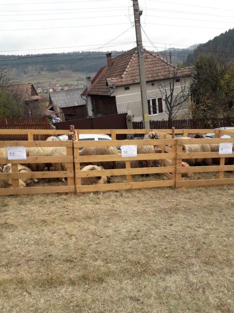  - EXPOZITIA ANIMALE SARMAS HARGHITA 2018