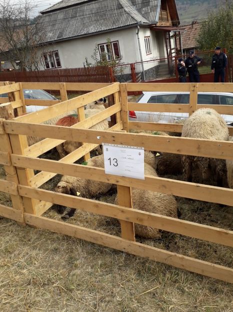  - EXPOZITIA ANIMALE SARMAS HARGHITA 2018