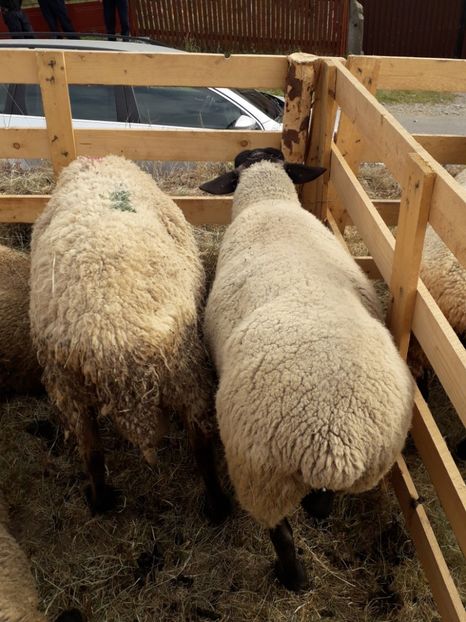  - EXPOZITIA ANIMALE SARMAS HARGHITA 2018