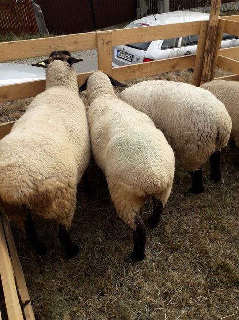  - EXPOZITIA ANIMALE SARMAS HARGHITA 2018