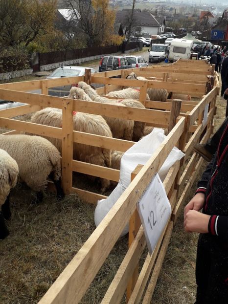  - EXPOZITIA ANIMALE SARMAS HARGHITA 2018
