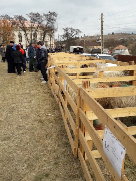  - EXPOZITIA ANIMALE SARMAS HARGHITA 2018