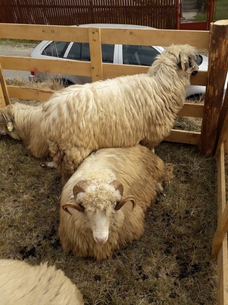  - EXPOZITIA ANIMALE SARMAS HARGHITA 2018