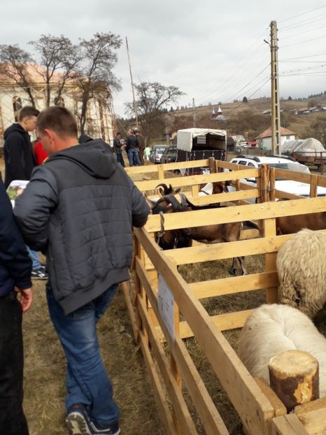  - EXPOZITIA ANIMALE SARMAS HARGHITA 2018