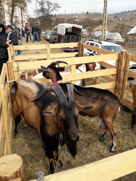 - EXPOZITIA ANIMALE SARMAS HARGHITA 2018