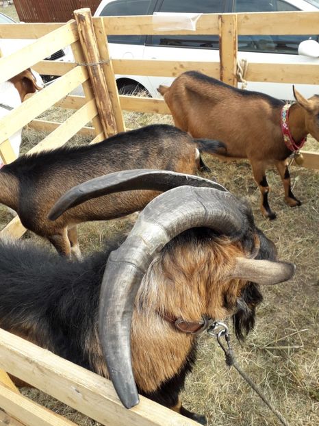  - EXPOZITIA ANIMALE SARMAS HARGHITA 2018