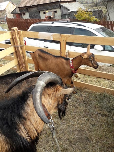  - EXPOZITIA ANIMALE SARMAS HARGHITA 2018