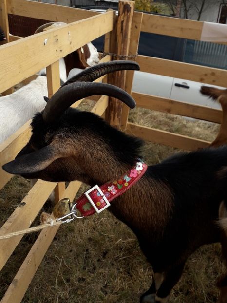  - EXPOZITIA ANIMALE SARMAS HARGHITA 2018