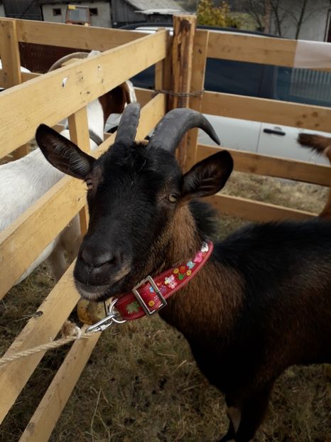  - EXPOZITIA ANIMALE SARMAS HARGHITA 2018