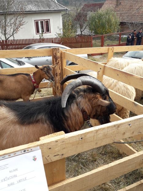  - EXPOZITIA ANIMALE SARMAS HARGHITA 2018