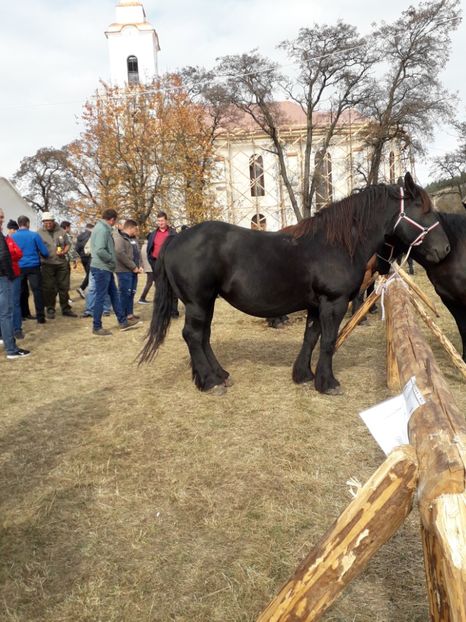 - EXPOZITIA ANIMALE SARMAS HARGHITA 2018