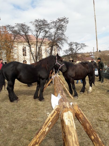  - EXPOZITIA ANIMALE SARMAS HARGHITA 2018