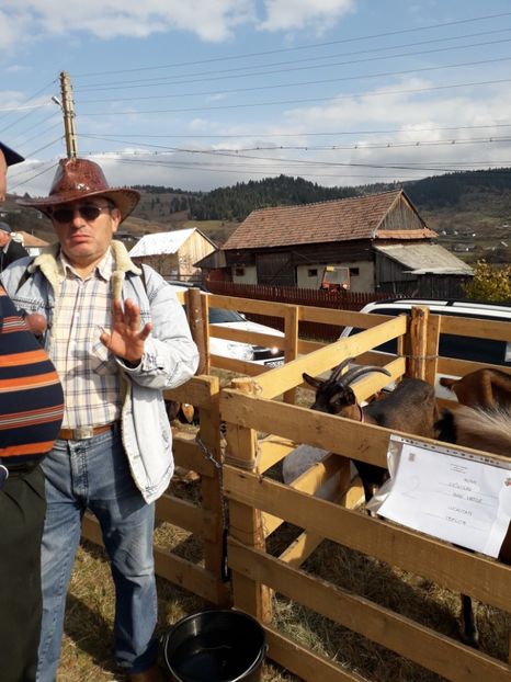  - EXPOZITIA ANIMALE SARMAS HARGHITA 2018