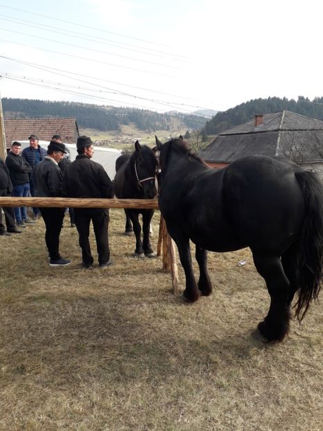 20181021_134318(0) - EXPOZITIA ANIMALE SARMAS HARGHITA 2018