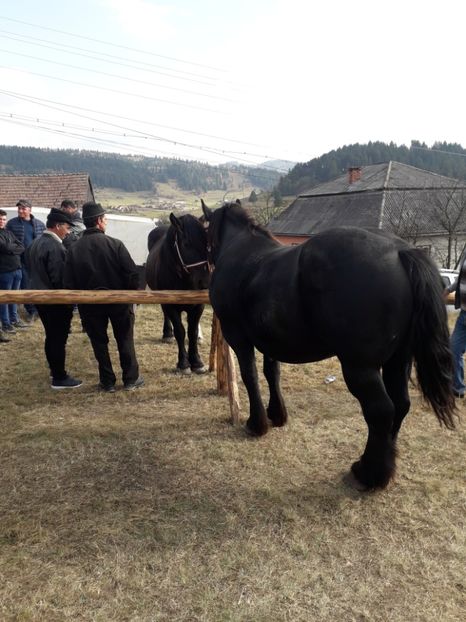  - EXPOZITIA ANIMALE SARMAS HARGHITA 2018