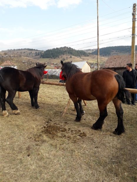  - EXPOZITIA ANIMALE SARMAS HARGHITA 2018