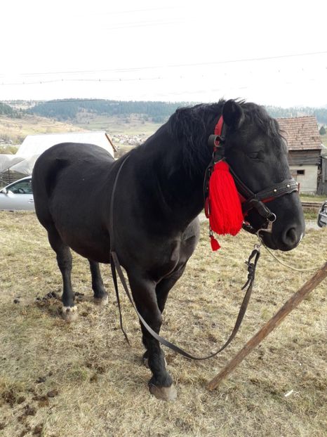  - EXPOZITIA ANIMALE SARMAS HARGHITA 2018