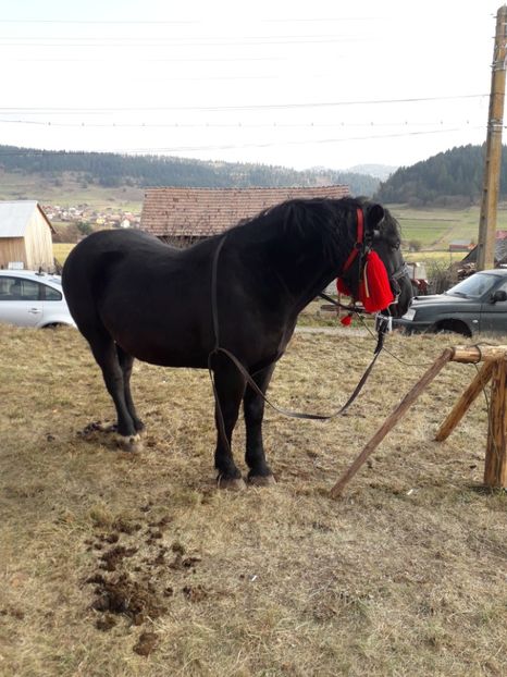  - EXPOZITIA ANIMALE SARMAS HARGHITA 2018