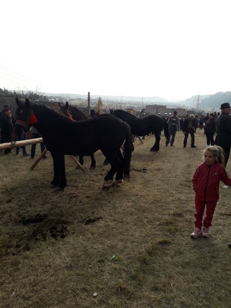  - EXPOZITIA ANIMALE SARMAS HARGHITA 2018