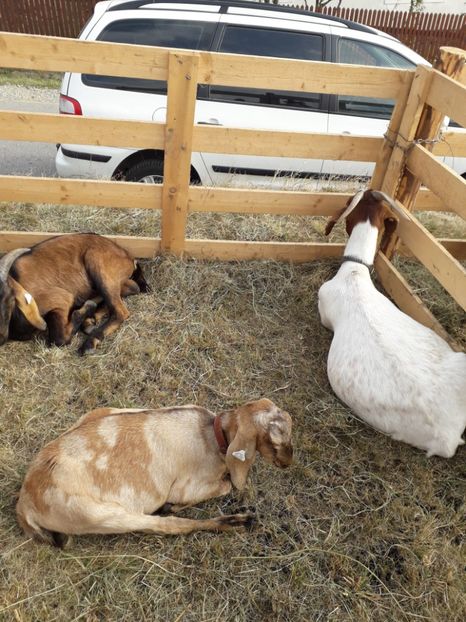  - EXPOZITIA ANIMALE SARMAS HARGHITA 2018