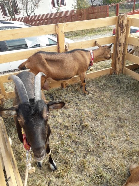  - EXPOZITIA ANIMALE SARMAS HARGHITA 2018