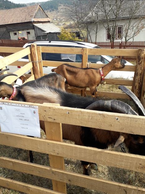  - EXPOZITIA ANIMALE SARMAS HARGHITA 2018