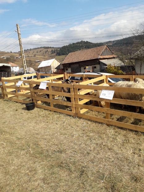  - EXPOZITIA ANIMALE SARMAS HARGHITA 2018