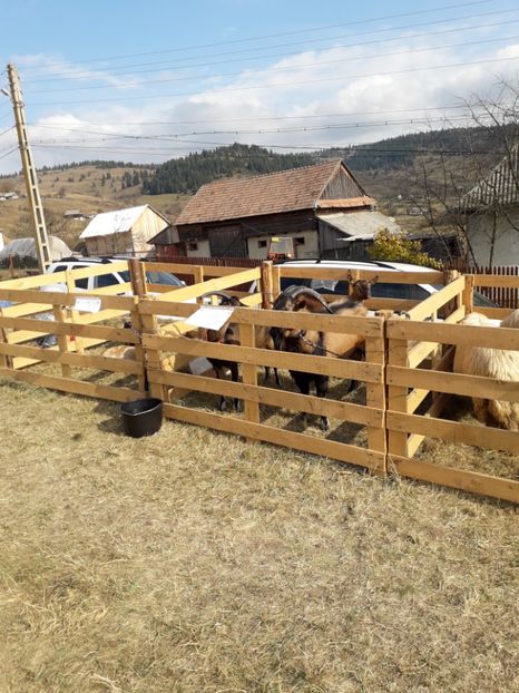  - EXPOZITIA ANIMALE SARMAS HARGHITA 2018