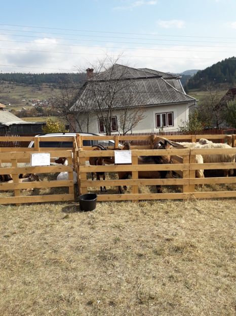  - EXPOZITIA ANIMALE SARMAS HARGHITA 2018