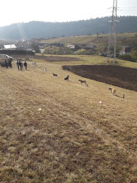  - EXPOZITIA ANIMALE SARMAS HARGHITA 2018