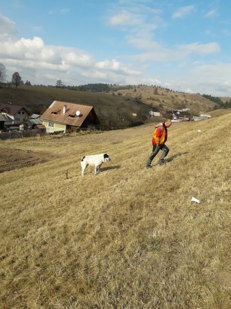  - EXPOZITIA ANIMALE SARMAS HARGHITA 2018