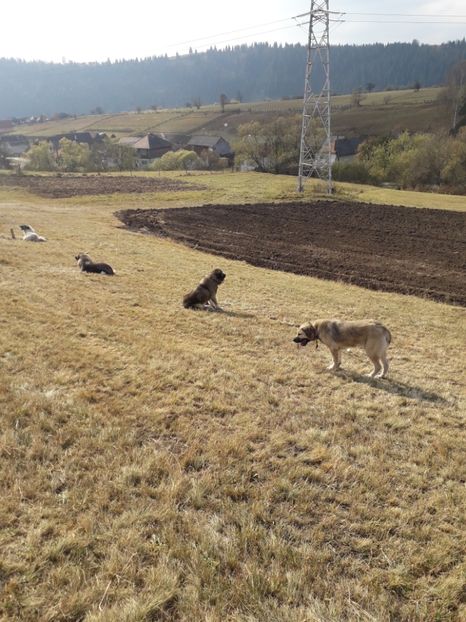  - EXPOZITIA ANIMALE SARMAS HARGHITA 2018