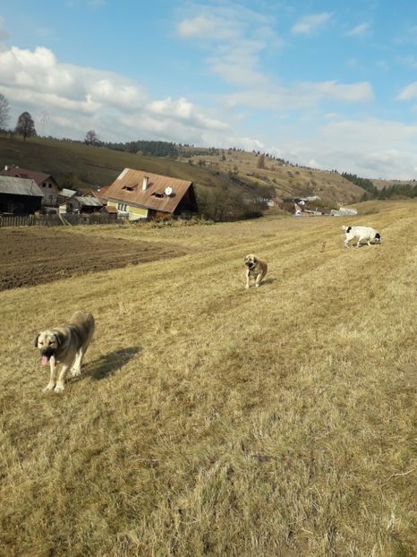  - EXPOZITIA ANIMALE SARMAS HARGHITA 2018