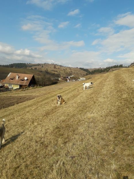  - EXPOZITIA ANIMALE SARMAS HARGHITA 2018