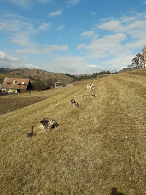  - EXPOZITIA ANIMALE SARMAS HARGHITA 2018