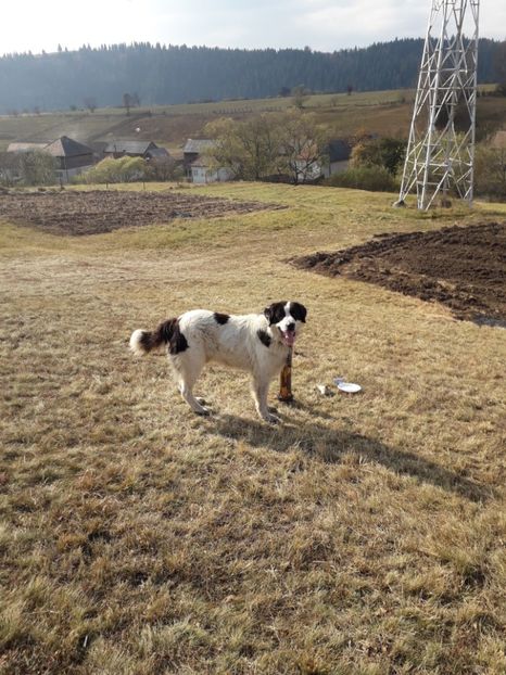  - EXPOZITIA ANIMALE SARMAS HARGHITA 2018