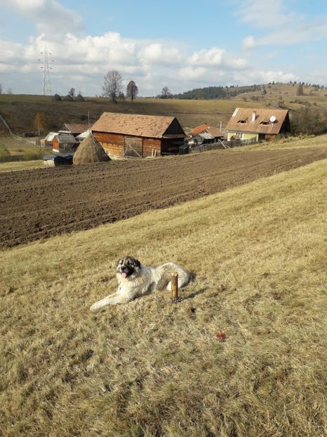  - EXPOZITIA ANIMALE SARMAS HARGHITA 2018